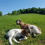 Luxuszelt Zagroda Kopytkowo *