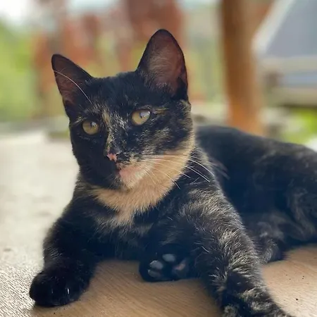 Zagroda Kopytkowo Ropica Gorna