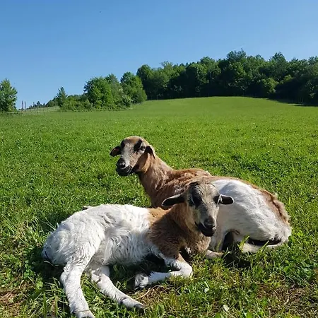 Luksusowy namiot Zagroda Kopytkowo *