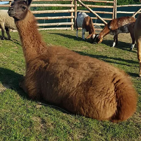 Campo de lujo Zagroda Kopytkowo Ropica Gorna