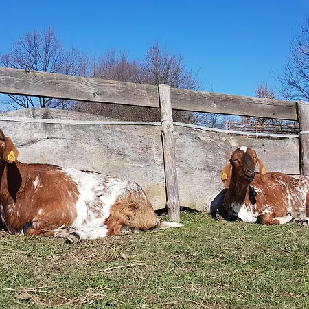 Zagroda Kopytkowo Ropica Gorna