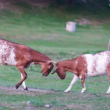 Zagroda Kopytkowo * Ropica Gorna