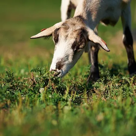 Zagroda Kopytkowo خيمة فخمة Ropica Gorna
