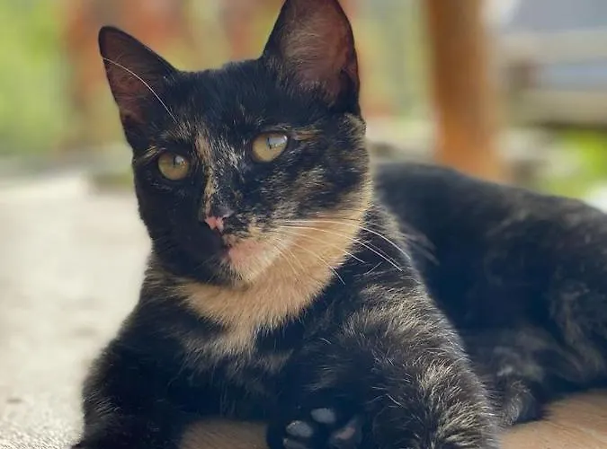 Zagroda Kopytkowo Ropica Gorna