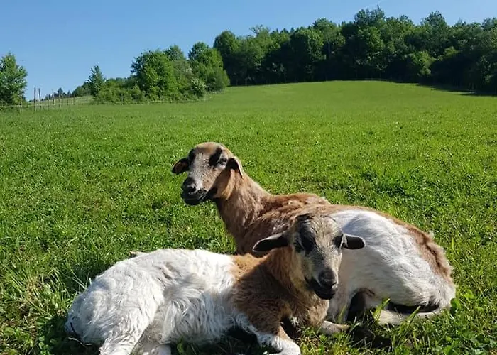 Campo de lujo Zagroda Kopytkowo *