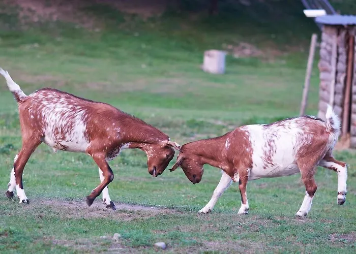 Zagroda Kopytkowo * Ropica Gorna