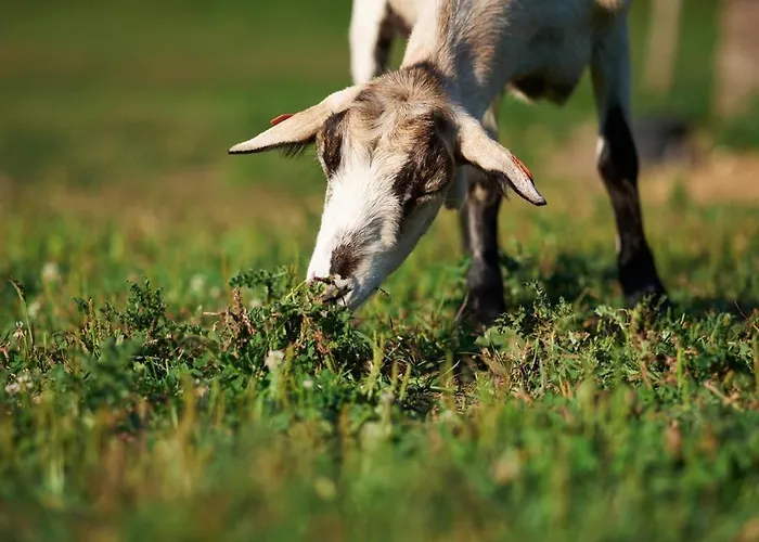 Zagroda Kopytkowo خيمة فخمة Ropica Gorna
