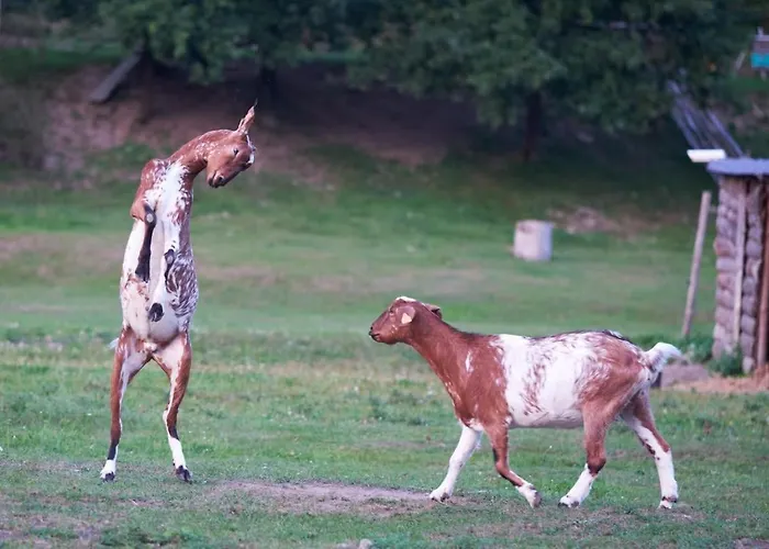 Zagroda Kopytkowo Campo de lujo